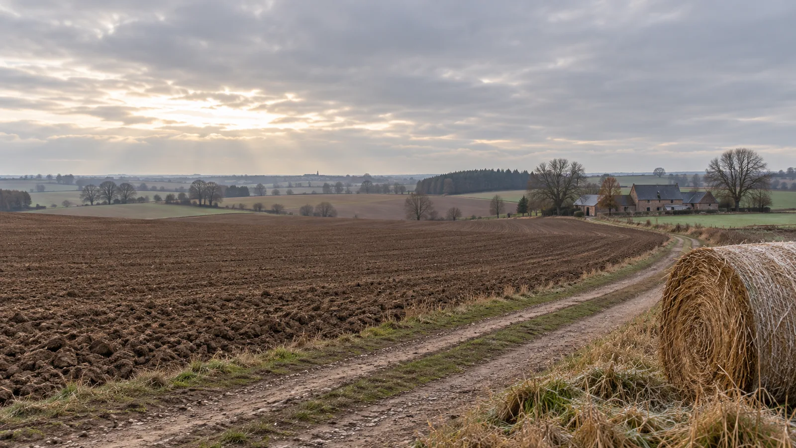 Parcelles de Hesbaye au repos sous un ciel gris d'automne